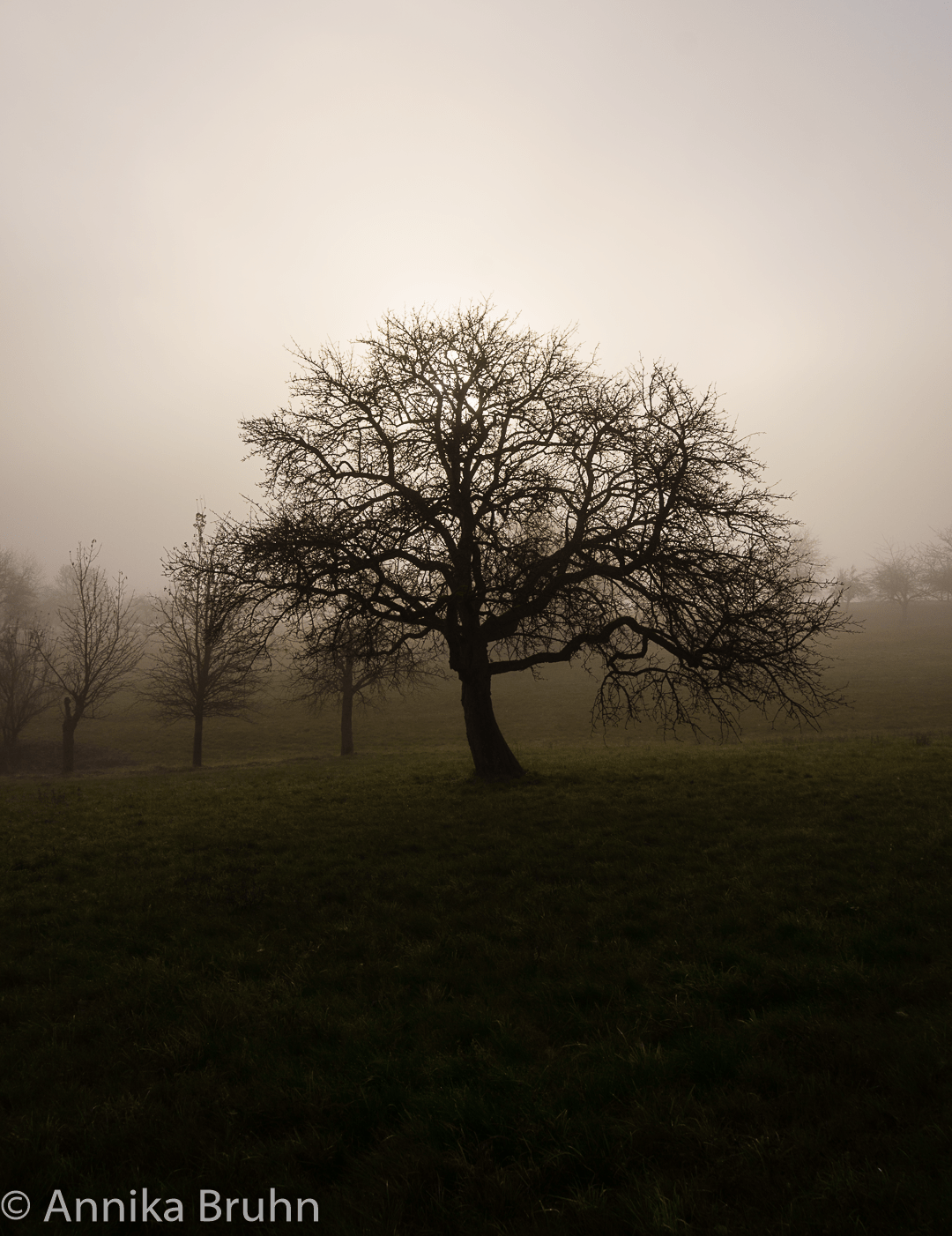 Nebel legt sich über das Feld
